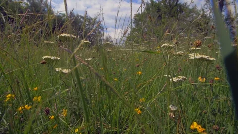 The camera moves between the grass. Wildlife with insects Stock Footage 111671264
