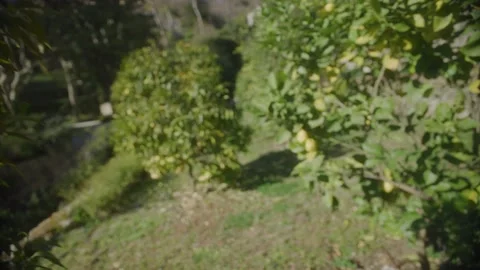 The camera moves between lemon trees in a field and stops on lemons Stock Footage 229537043