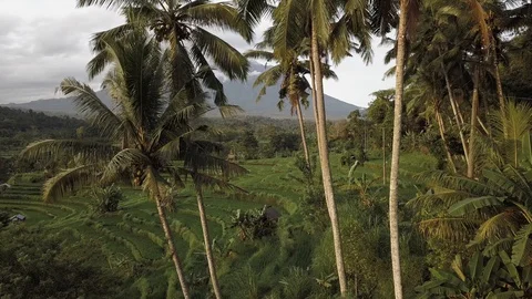 The camera moves between palm trees flying up to rice terraces aerial Stock Footage 127706753