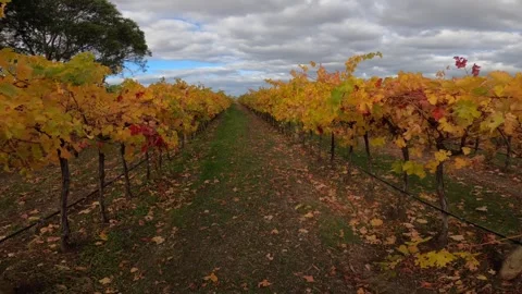 Camera moves between rows of vineyard in South Australia Video stock 278100333