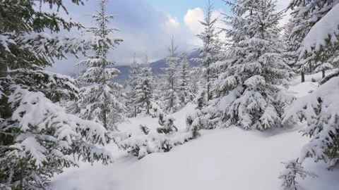 Camera moves between snowy fir trees. High winter in the mountains. Ski touring Stock-Footage 160041966