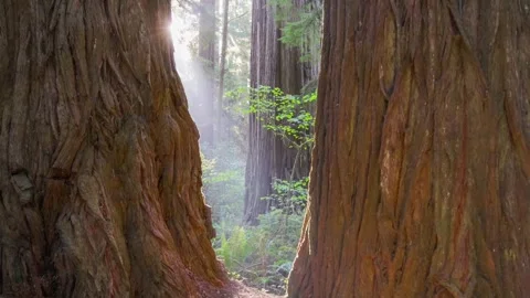 Camera moves between trunks of two huge redwood trees in Redwood National Park 스톡 동영상 278598551