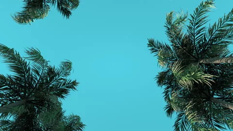 The camera moves between two rows of palm trees. Stock Footage 100921812