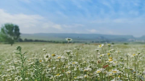 Camera moves between white lush chamomile in dense green grass.White daisy Stock Footage 249520835