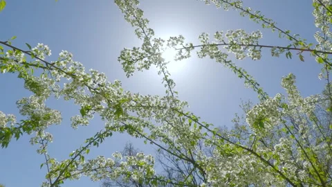 Camera moves from the bottom to the top, between branches covered with white Stock Footage 308090640