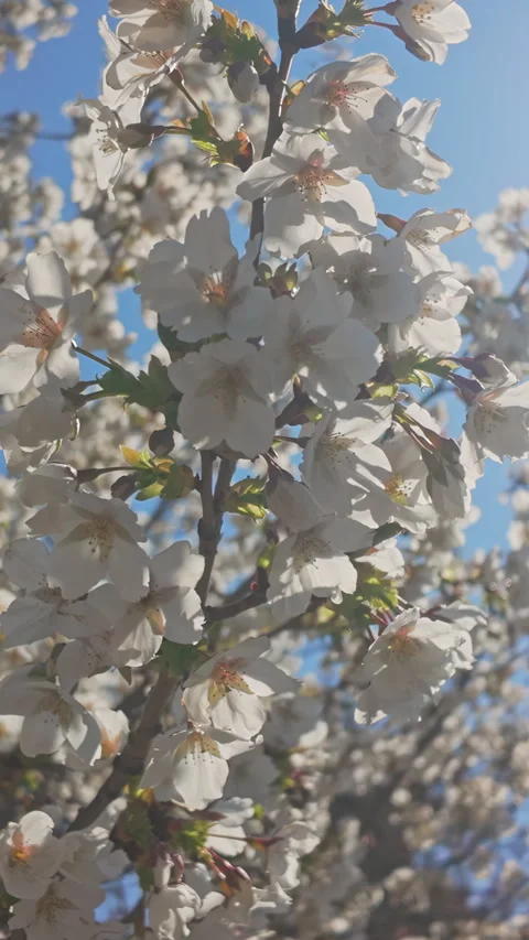Camera moves in circle around branch with white flowers on blooming Yoshino Stock Footage 312258496