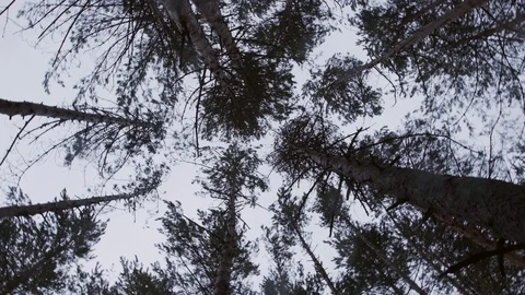 Camera moves in a circle view of the sky and tall pine trunks in the forest on a Stock Footage 129451972