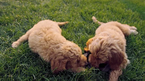 Camera moves close to two puppies resting in grass gnawing on chew toy Stock Footage 204051489