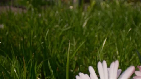 The camera moves closer to the daisies, capturing the stunning details of t.. Stock Footage 239514389