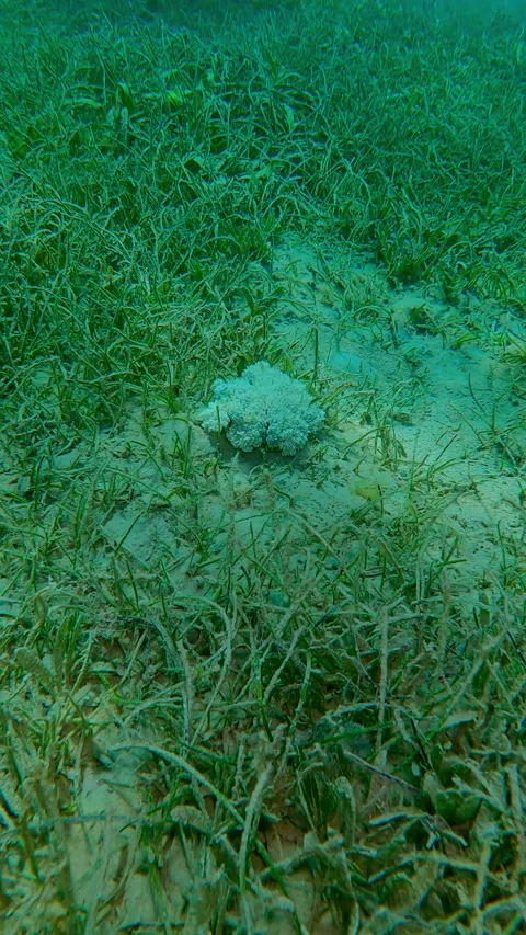Camera moves closer to Upside Down Jellyfish sits on seagrass meadow covered 库存影片 344974836