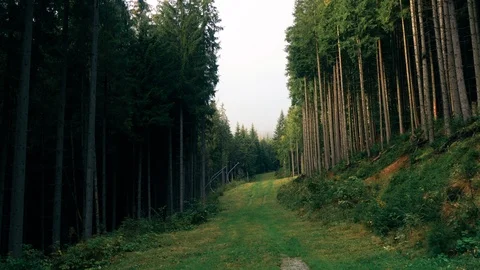 Camera moves deep into the forest landscape in mountains Stock Footage 111868900