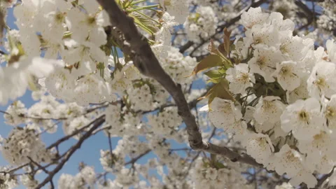 Camera moves down between branches of blooming Wild Cherry Tree, Prunus avium on Stock Footage 340073091