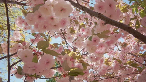 Camera moves down between white flowers of cherry blossom, backlit by sun Stock Footage 321276014