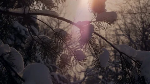 Camera moves from down to up, branches of snowy pine and pink sunset sun in Vídeos de archivo 72922321