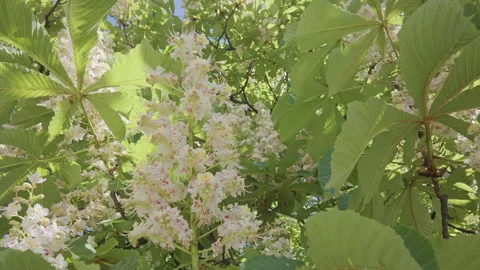 Camera moves down from crown passing between branches of flowering Horse Stock Footage 328350271