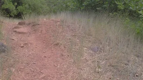 The camera moves down a red earth footpath, through tall grass and bushes. Stock Footage 93539956
