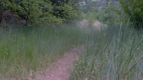The camera moves down a red earth footpath, through tall grass and bushes. Stock Footage 93540284