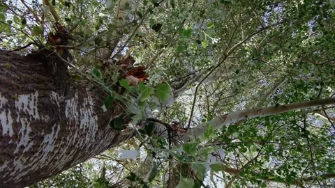 The camera moves down the tree Stock Footage 135817159