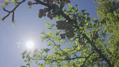 Camera moves down under the crown of the Maidenhair tree, Ginkgo biloba covered Stock Footage 309240814