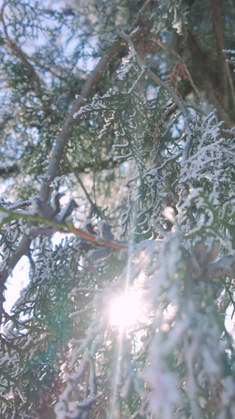 Camera moves downward along hanging branches of cypress covered in hoarfrost, 動画素材 328744940