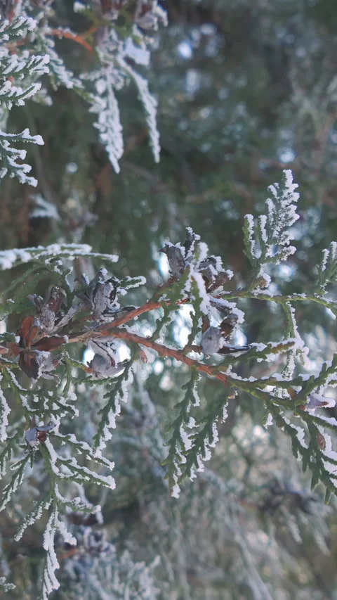 Camera moves downward along hanging branches of thuja with leaves and cones Stock Footage 345864656