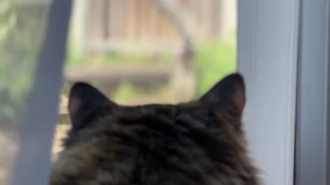 Camera moves to find a cat watching a bird through a window in the back yard Stock Footage 337672170