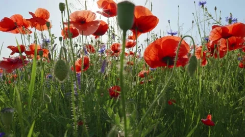 Camera moves in a flower field through red poppies and other summer flowers Video stock 132645692