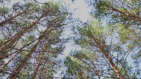 Camera moves into forest path and is hit by setting sun. 4k Stock Footage 108288581