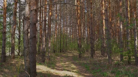 Camera moves into forest path and is hit by setting sun Video stock 114262652