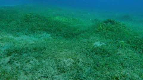 Camera moves forward above hilly seabed covered with flowering Round Leaf Stock Footage 338263261