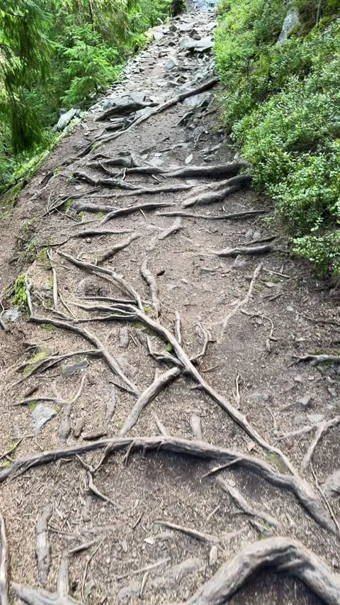 Camera moves forward along a footpath with exposed tree roots Stock Footage 282314518