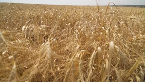 The camera moves forward along the wheat field 스톡 동영상 221819451