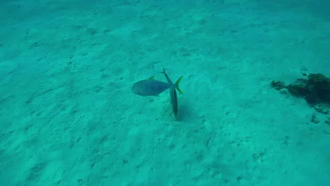 Camera moves forward and approaches from above pair of Jackfish swimming over Vídeo Stock 339958693