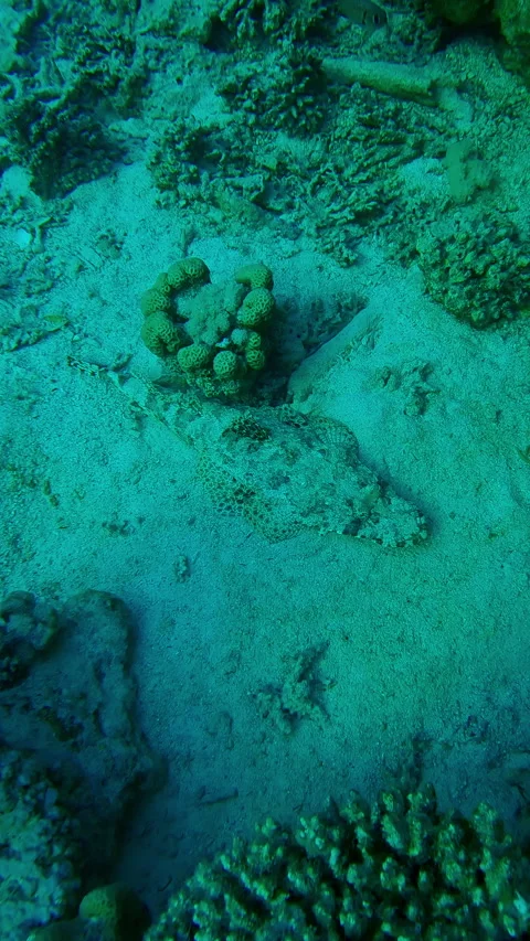 Camera moves forward approaching from above a Tentacled Flathead lying on sand Stock Footage 302759039