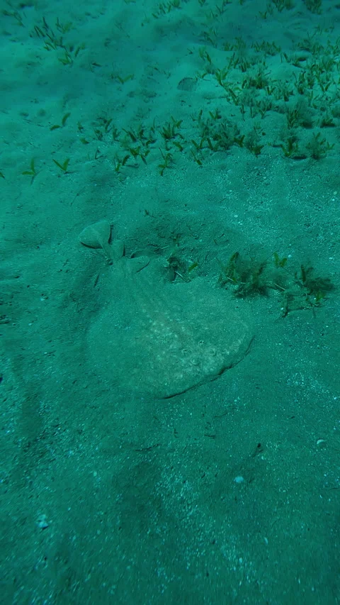 Camera moves forward approaching from above Electric Ray lies on sandy seabed in Stock Footage 310184345