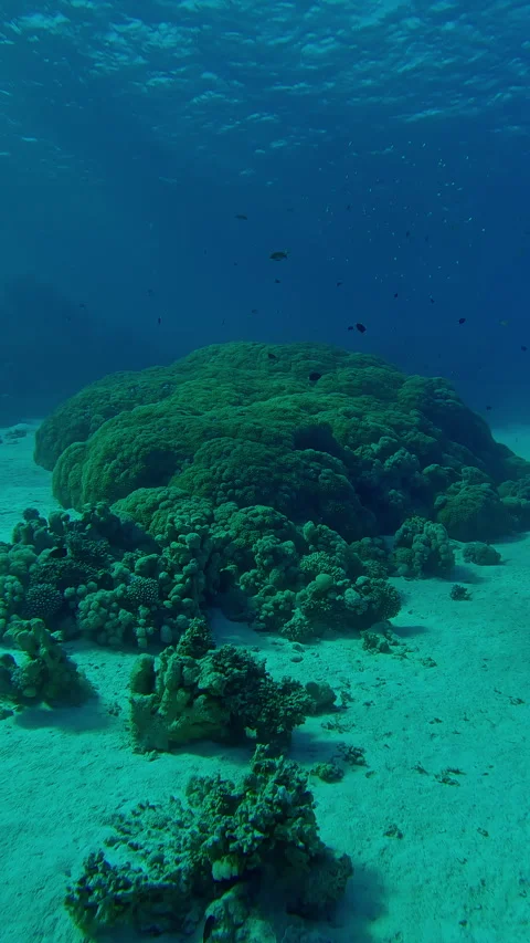Camera moves forward approaching giant colony of Flowerpot corals on coral Stock Footage 328198483