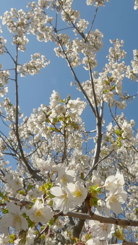 Camera moves forward between branches with white flowers of Yoshino cherry Stock Footage 327974060