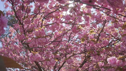 Camera moves forward between branches of cherry blossom with rose colored Video stock 340074580