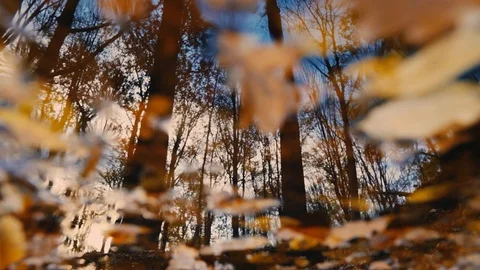 Camera moves forward close up colorful leaves in slow motion blue sky in forest Stock Footage 98604124