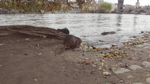 Camera moves forward, following from behind Coypu walks towards Vltava River Stock Footage 339037816