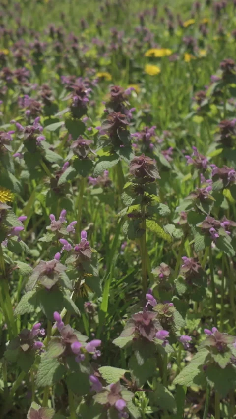 Camera moves forward over dense thickets of flowering Purple Dead-nettle, Lamium Stock Footage 327973513