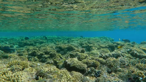 Camera moves forward over flat-top of shallow coral reef near its edge, variety Stock Footage 339954444