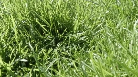 The camera moves forward over grass. Stock Footage 152974758