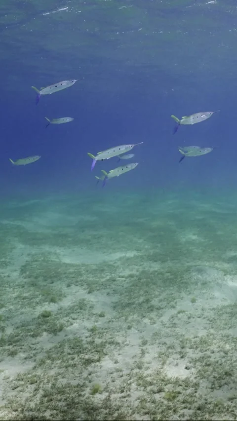 Camera moves forward over sandy bottom with green sea gass in sun glare, Slow Stock Footage 252015541