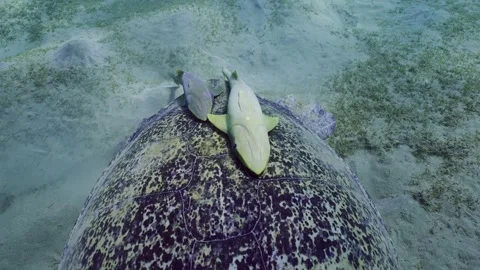 Camera moves forward over shell of Green Sea Turtle with two Remorafish on it Stock Footage 252016489
