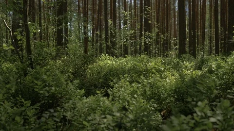 The camera moves forward over the thick grass in the pine forest. 4K Stock Footage 108231639