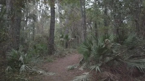 Camera moves forward, pov, walk in the woods green  palm Stock Footage 256935240