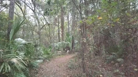 Camera moves forward, pov, walk in the woods dirt path Stock Footage 256935310