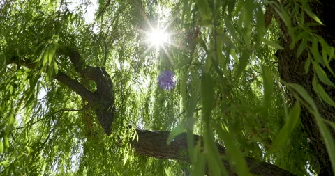Camera moves forward as sun bursts through weeping willow tree. Stock Footage 200798929