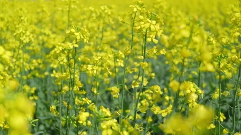 Camera moves forward through rapeseed field. canola flowers closeup. slow motion Stock Footage 232439880